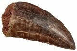 Bargain, Carcharodontosaurus Tooth - Real Dinosaur Tooth #341124-1